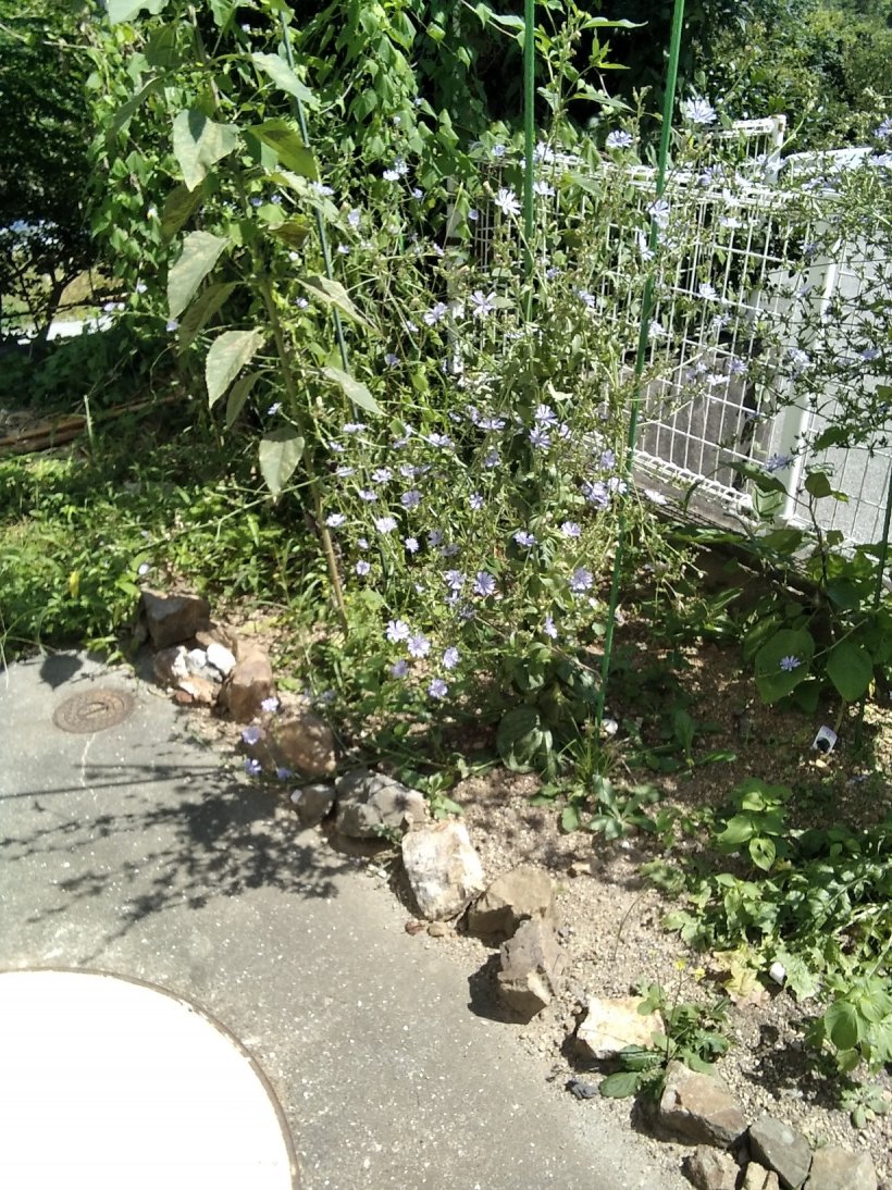 今日も変わった天気