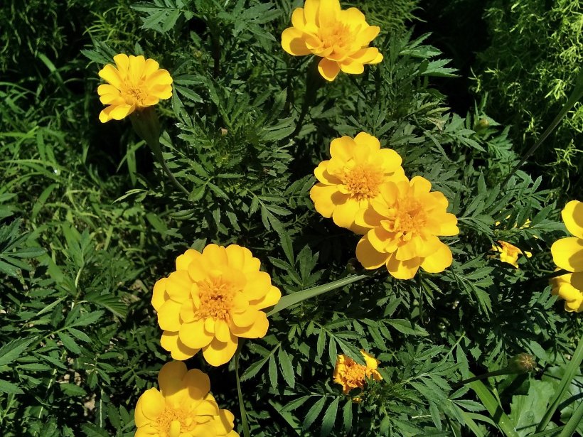 マリーゴールドの花