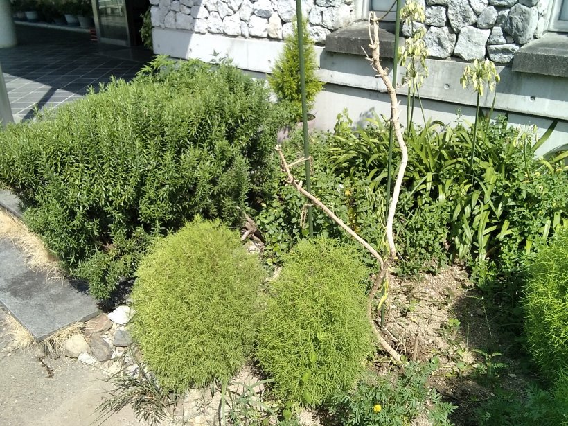 葉っぱのないレモンマートルの木