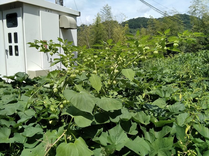 芋畑に埋もれたほうずき