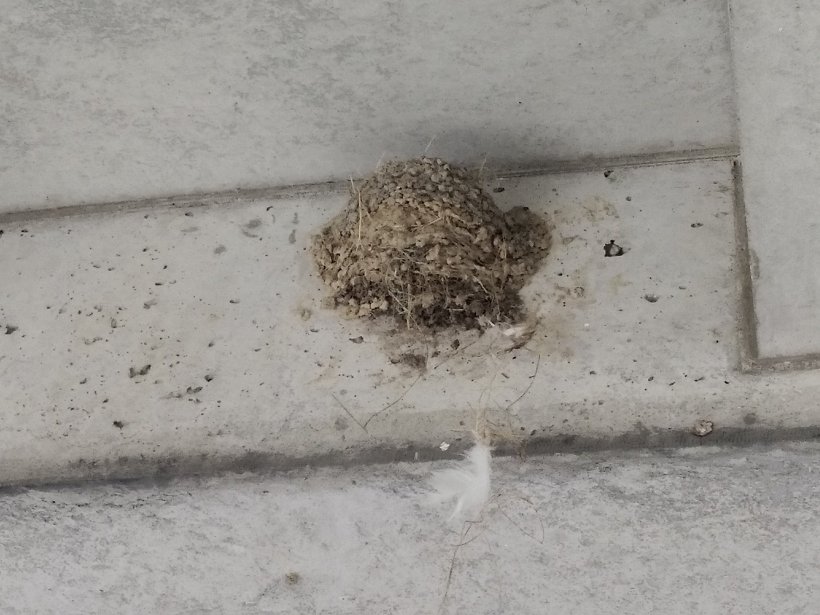 燕の巣
