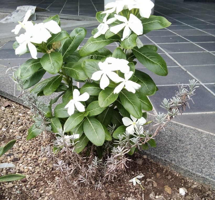 日日草とラベンダー