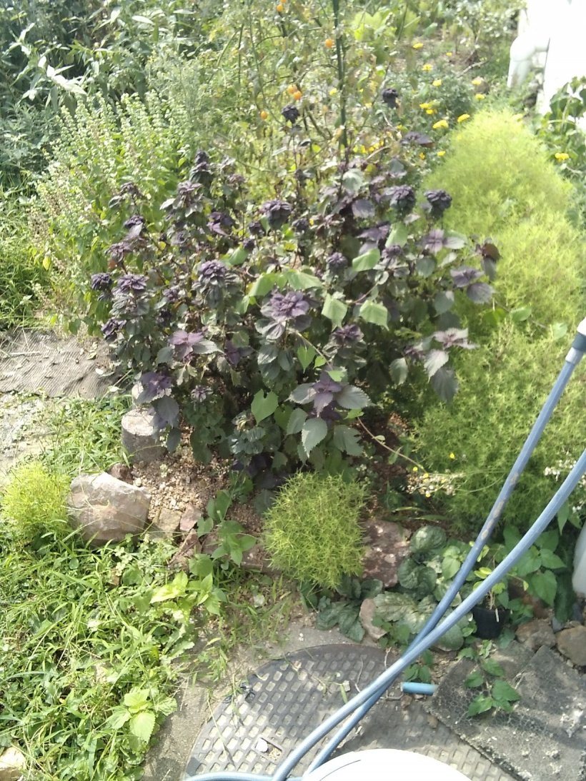 曇ったり晴れたり