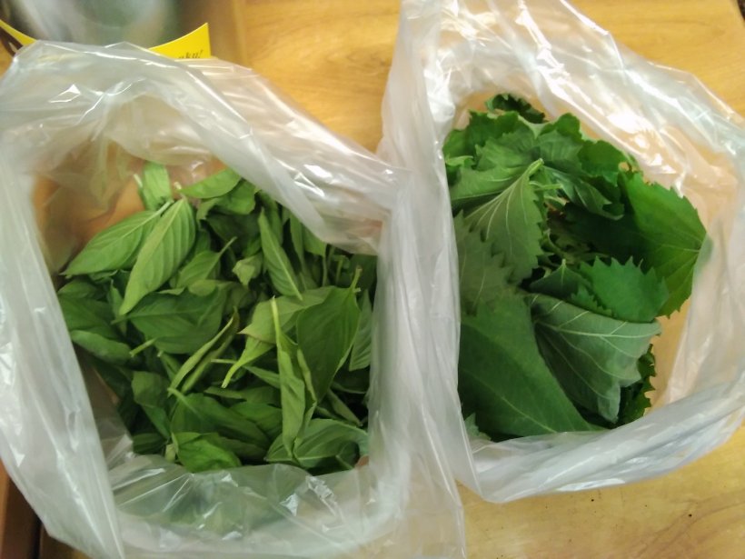 バジルとシソ