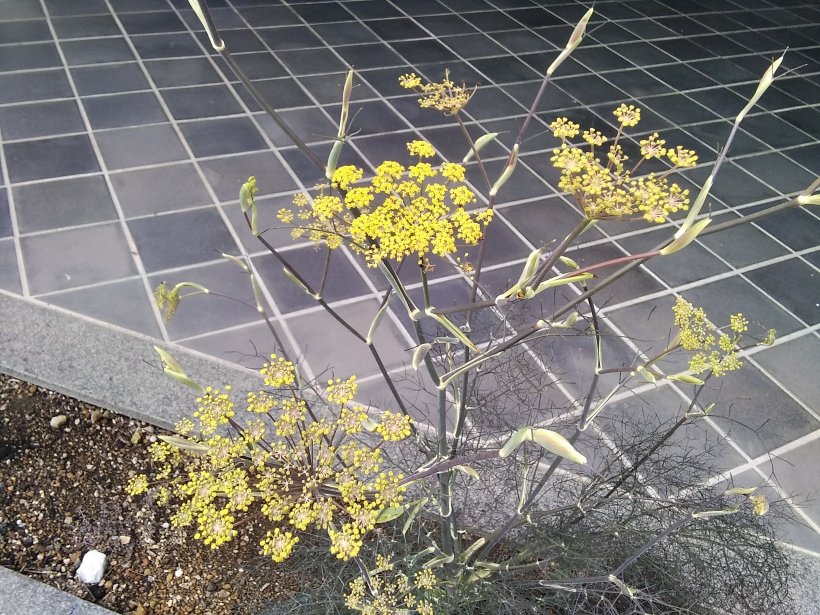 ブロンズフェンネルの花