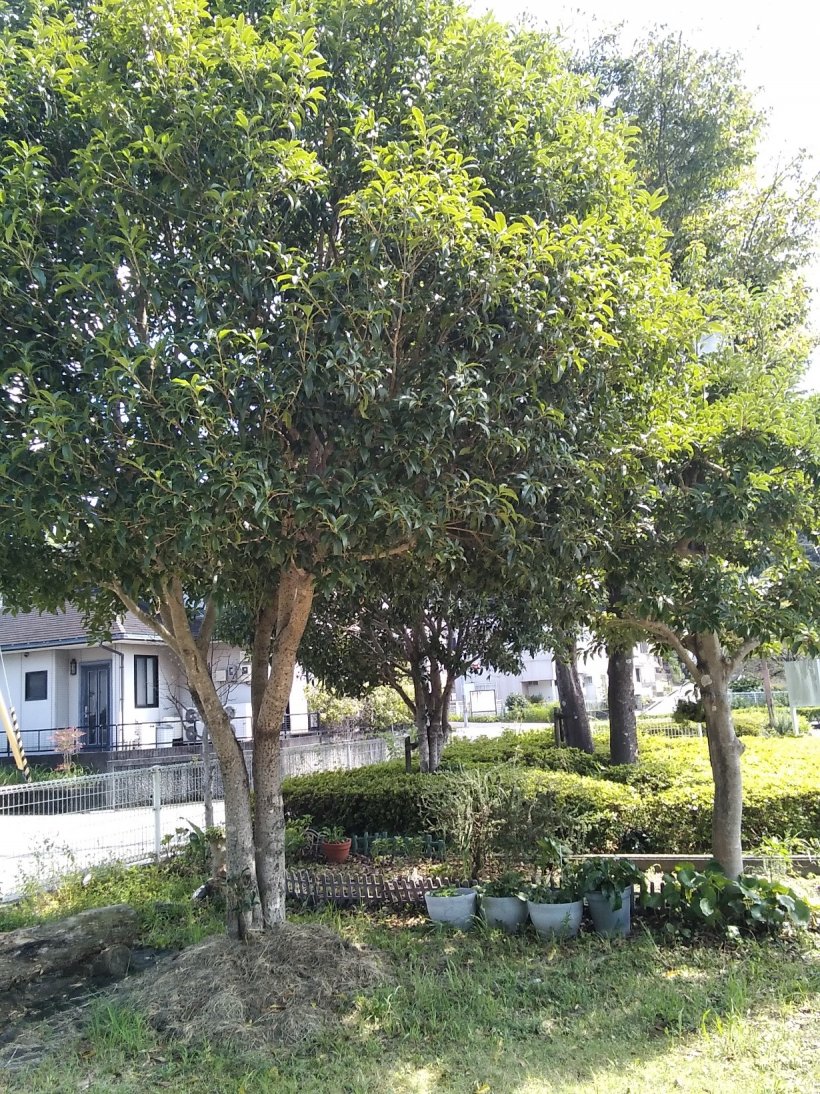 きんもくせいの木