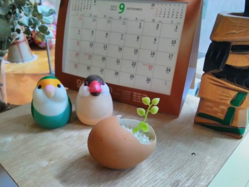 卵殻に植物を植えました