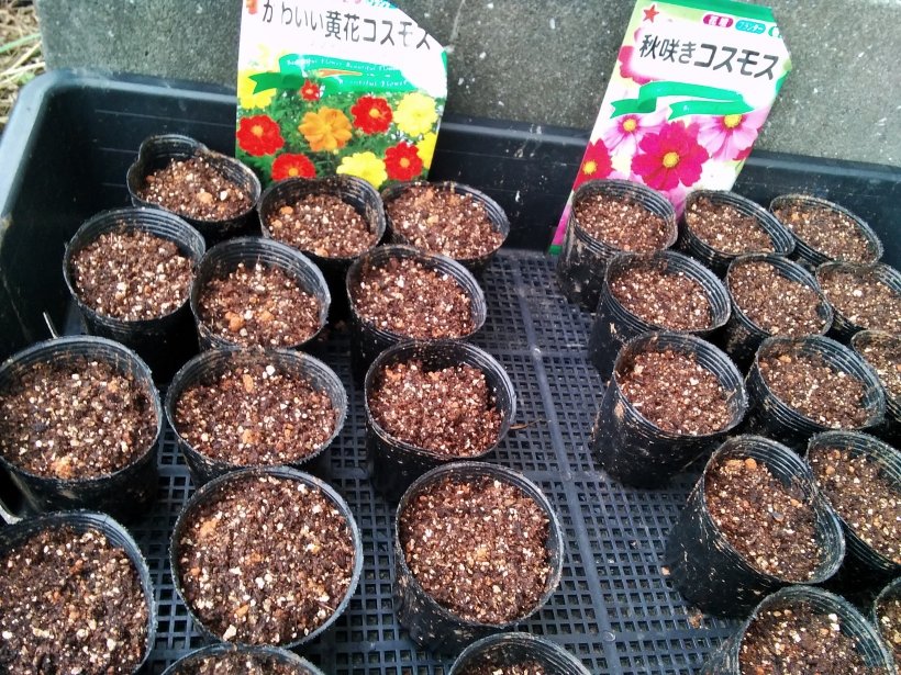 コスモスのたねまき