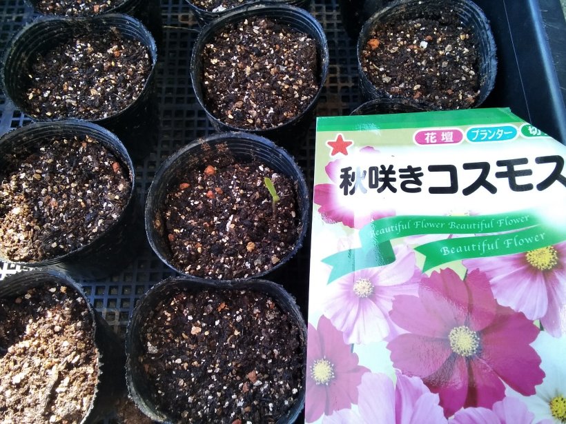 コスモスの双葉