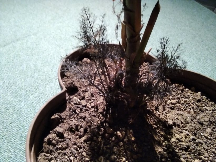 フェンネルの新芽