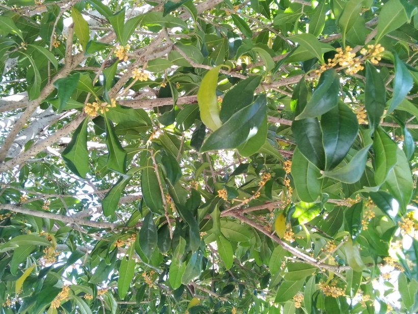 金木犀の蕾と花