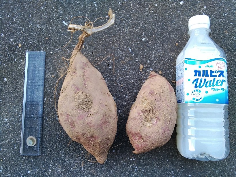 お芋とサシとカルピスと