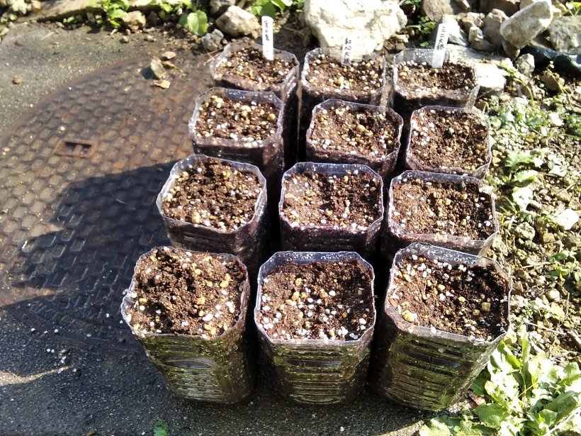 ペットボトル栽培の大根