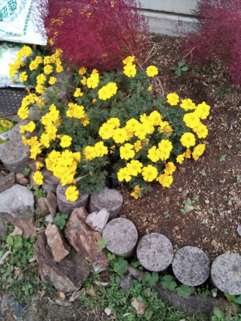 コキアとマリーゴールド