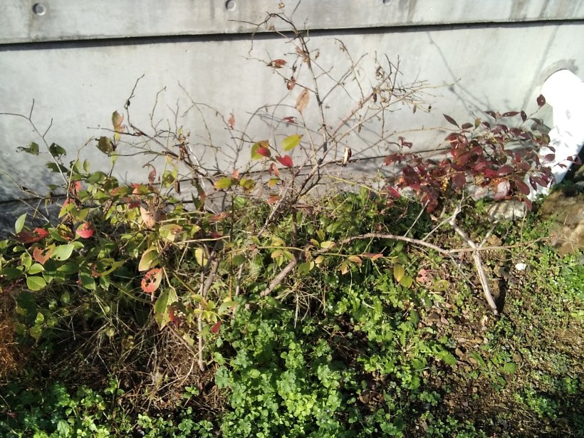 ブルーベリーの葉っぱ紅葉