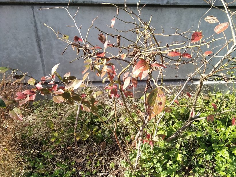 ブルーベリーの枝にぶら下がったミノムシ