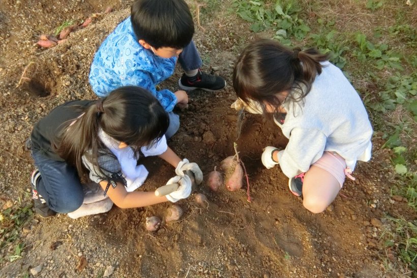 スコップで大きなお芋を3人で掘っている