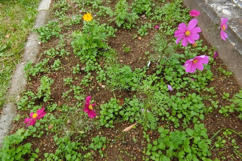 黄・桃・エンジのコスモス