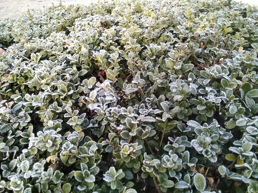 植木に霜がおりて白く凍っている