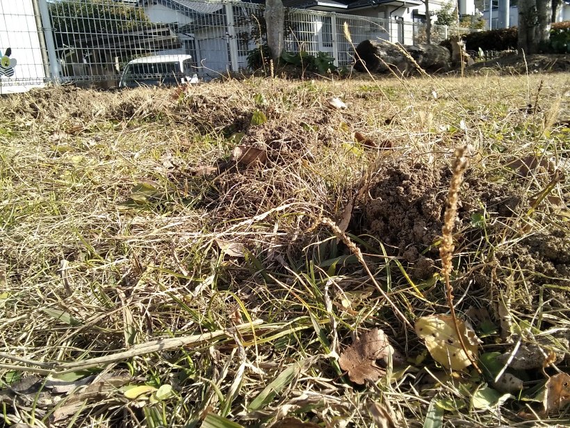 もぐらの過ぎたあと