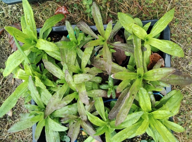 鉢からはみ出たナデシコ