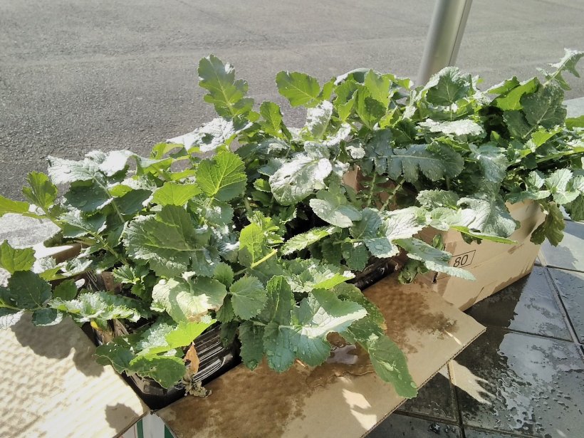 段ボールの中の大根