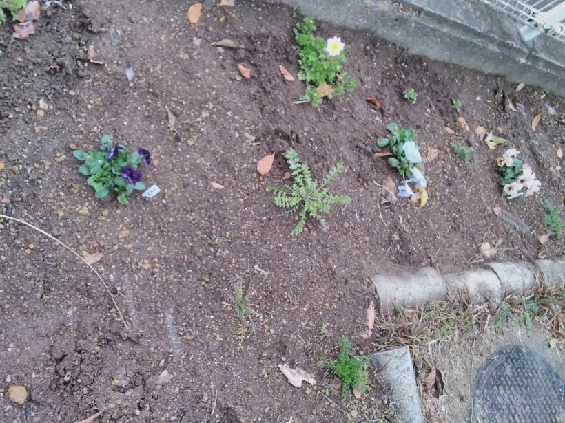 花壇の花