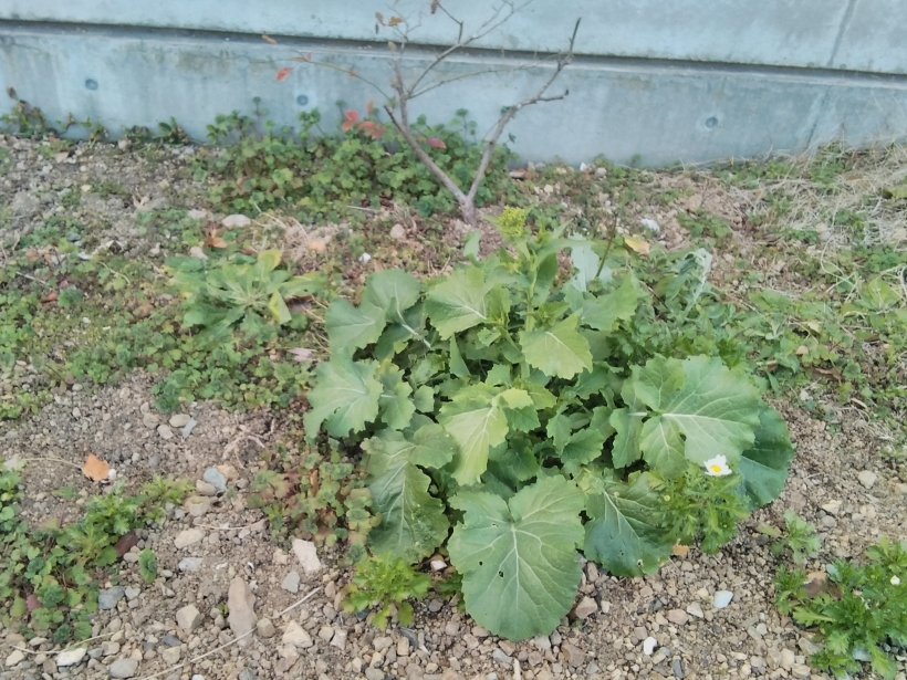 蕾付いた葉っぱ