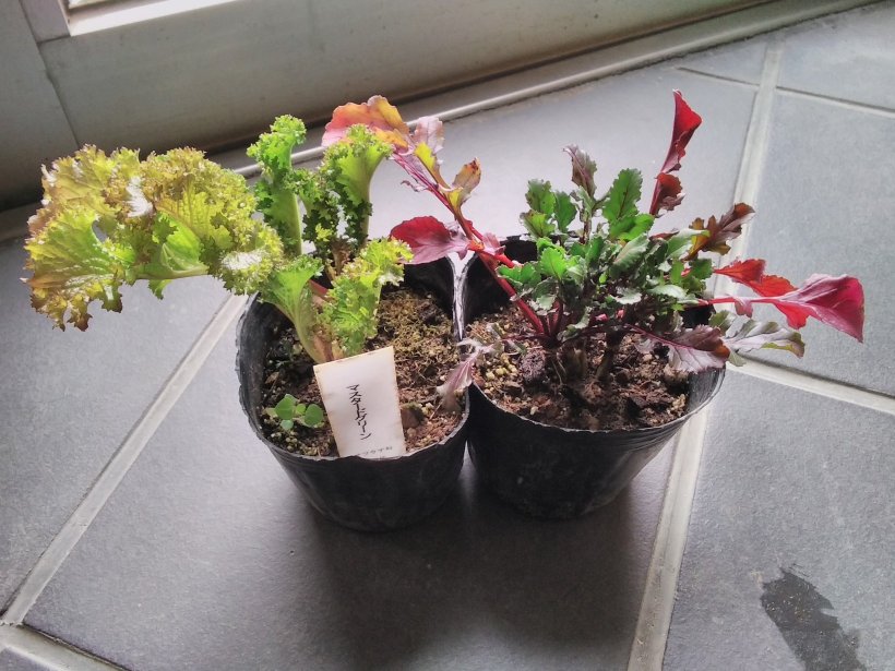 鉢にはいったハーブ