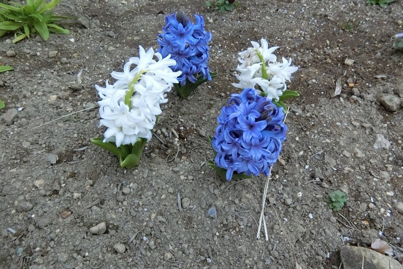 白と紫の4つのヒヤシンス