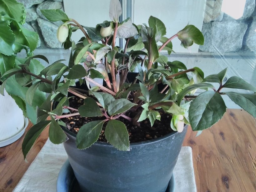 クリスマスの蕾