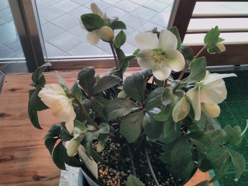 花が咲いたクリスマスローズ