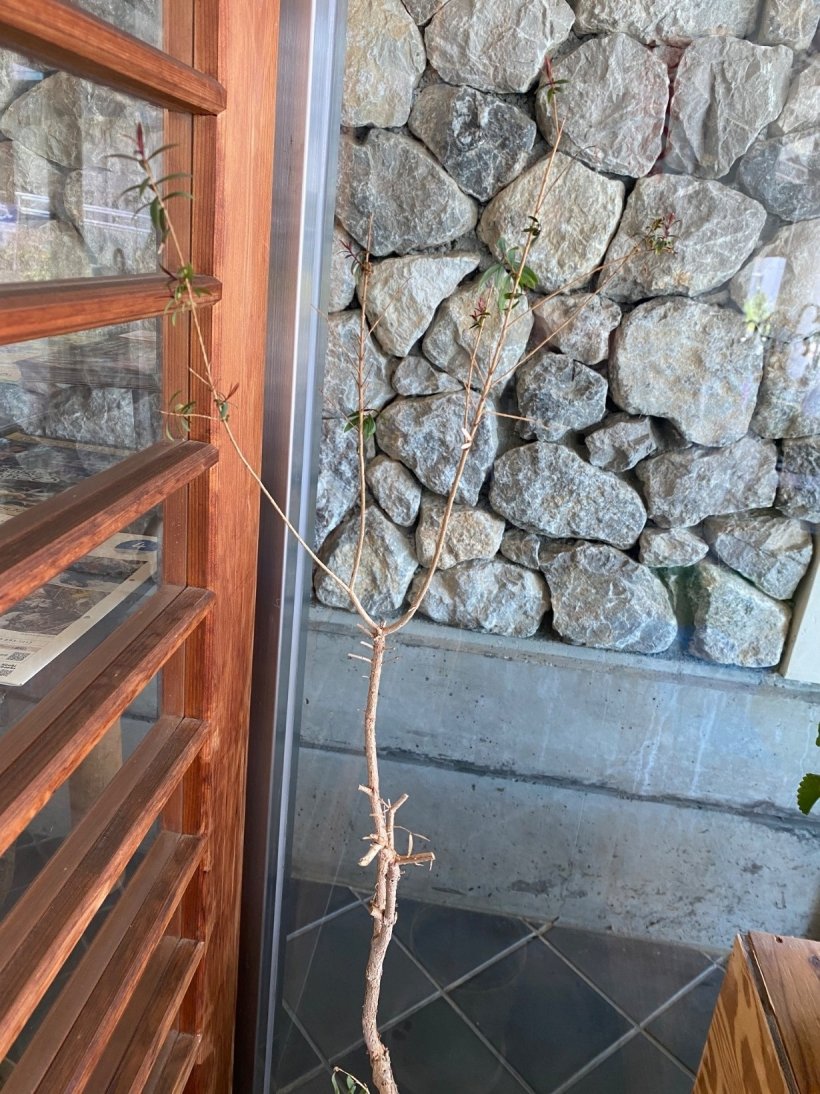 ティーツリーの木