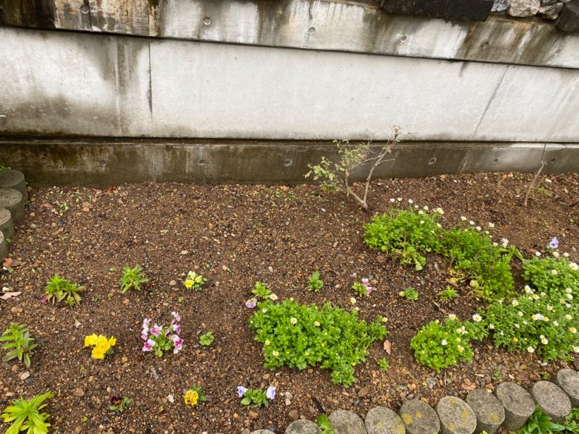 花壇に植えた花