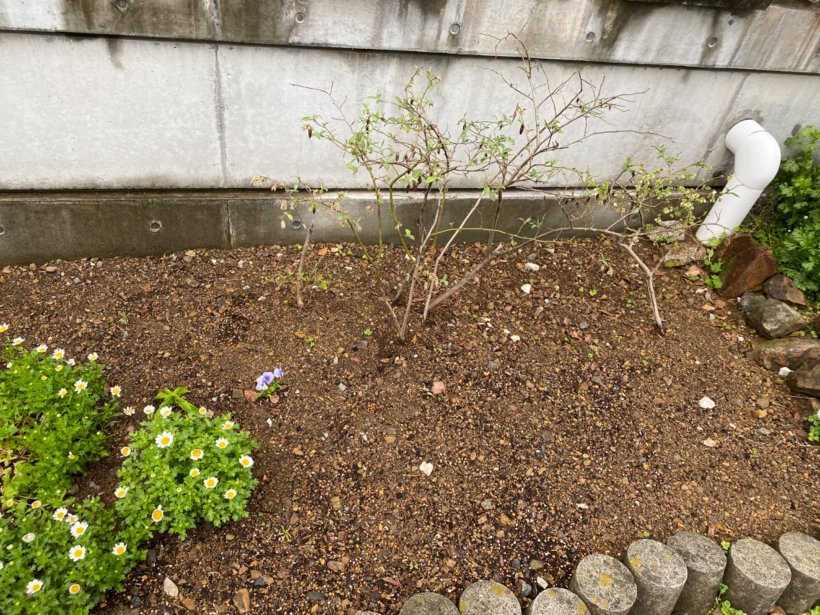 花壇に植えたブルーベリーの木と花