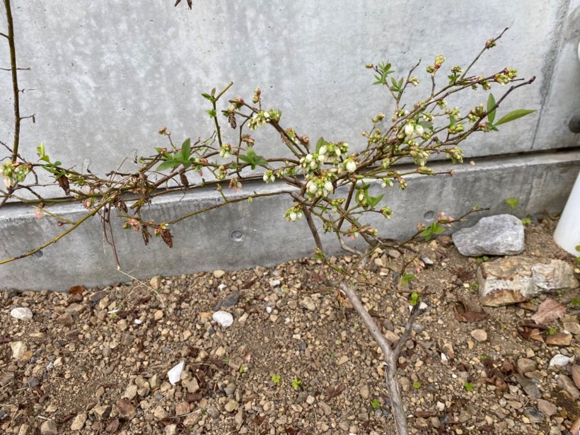 ブルーベリーの木新芽