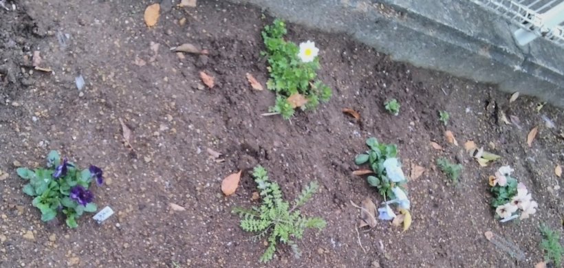 花壇にうえたビオラ