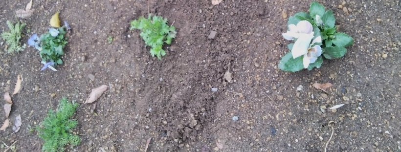 花壇に植えたビオラ