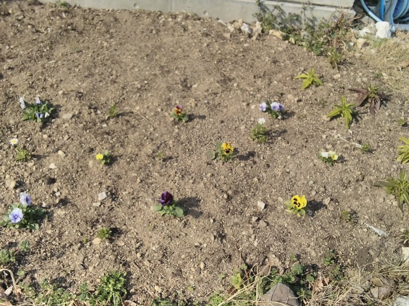 花壇に植えたパンジー