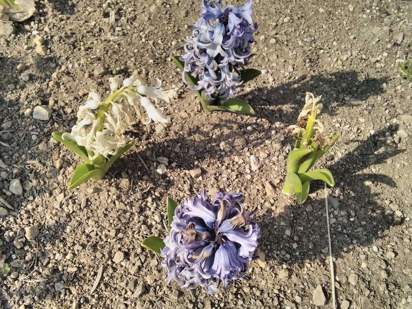 枯れているヒヤシンス