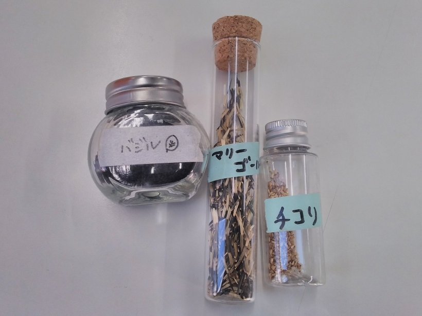 入れ物に入ったバジル.マリーゴールド.チコリ