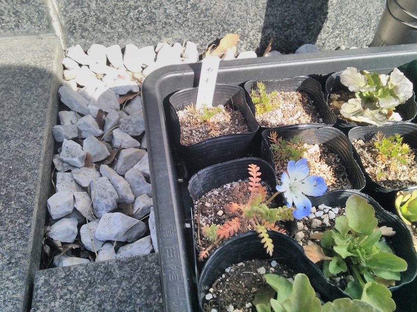 １輪のネモフィラの花