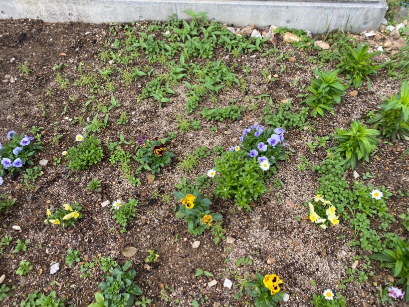 花壇の花とコキアと草