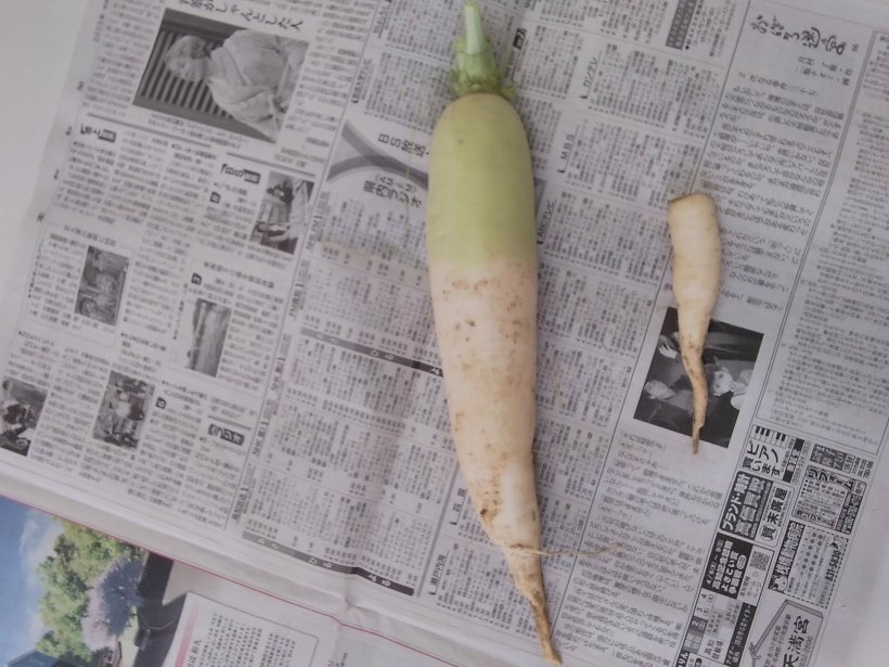 新聞の上に大根が載っている