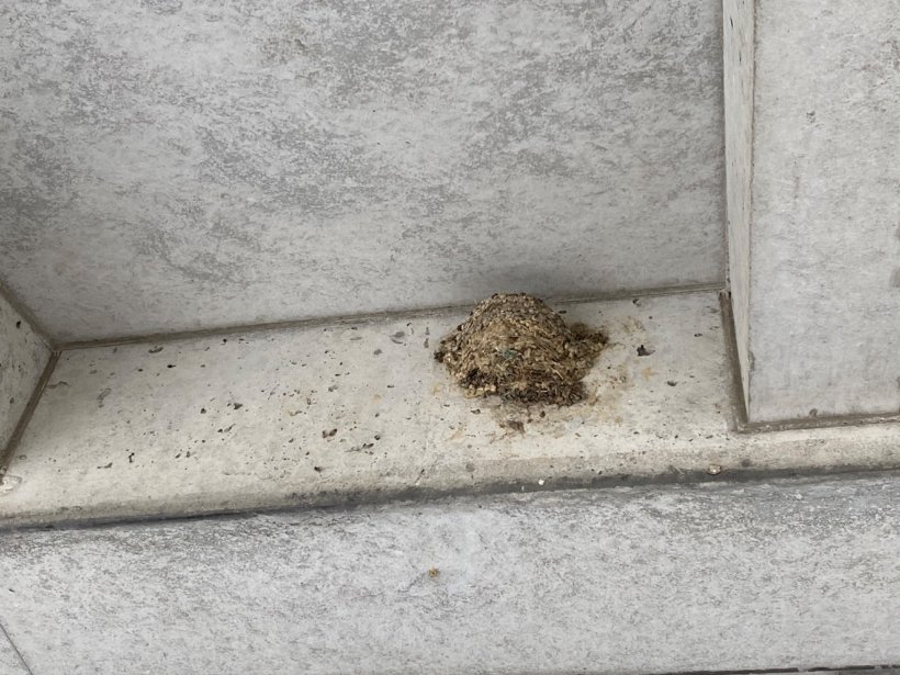 コンクリートに燕の巣