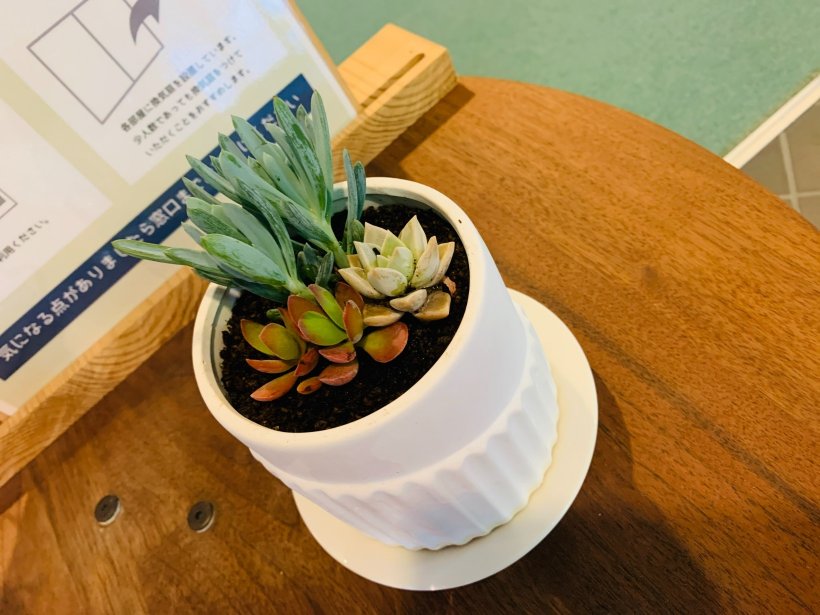 多肉植物の寄せ植え