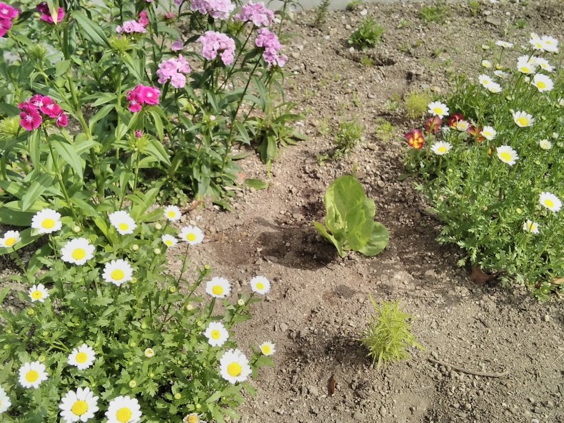 花とコキアとチコリ