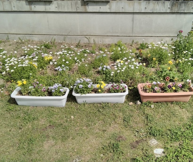 プランターと花壇の花