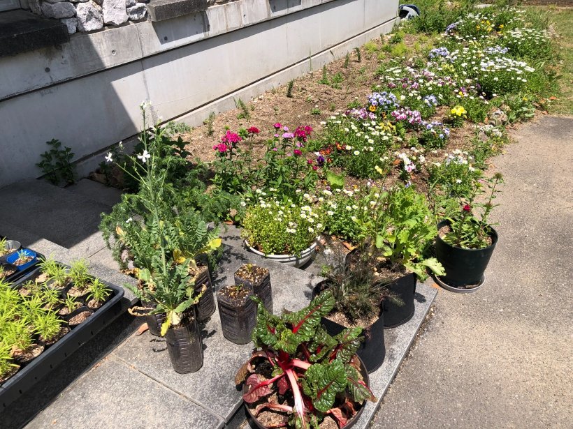 外に咲く色とりどりの花