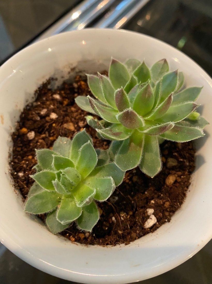 バラのような2つの多肉